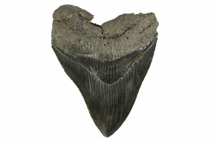 Serrated, Fossil Megalodon Tooth - South Carolina #321315